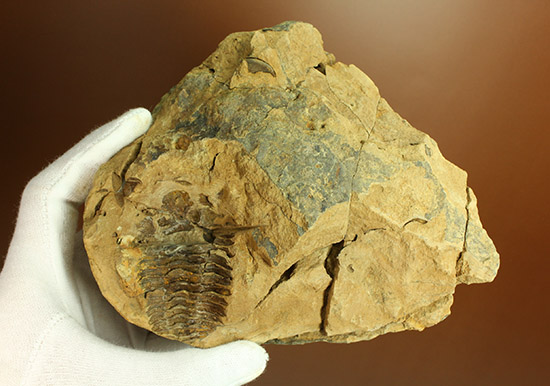 母岩含め1.1キロの重量標本!グロテスクなまでの体節が見られる、カリメネ三葉虫ノジュール標本(その4)
