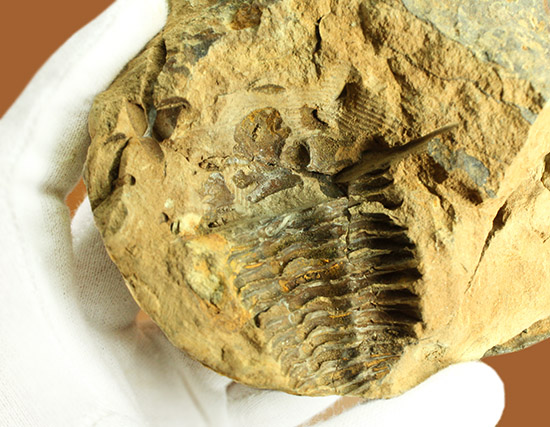 母岩含め1.1キロの重量標本!グロテスクなまでの体節が見られる、カリメネ三葉虫ノジュール標本(その5)
