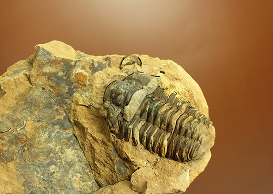 母岩含め1.1キロの重量標本!グロテスクなまでの体節が見られる、カリメネ三葉虫ノジュール標本(その6)