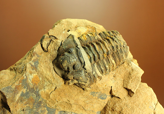 母岩含め1.1キロの重量標本!グロテスクなまでの体節が見られる、カリメネ三葉虫ノジュール標本(その7)