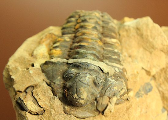 母岩含め1.1キロの重量標本!グロテスクなまでの体節が見られる、カリメネ三葉虫ノジュール標本(その8)