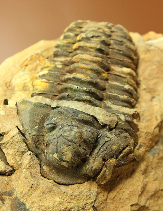 母岩含め1.1キロの重量標本!グロテスクなまでの体節が見られる、カリメネ三葉虫ノジュール標本(その9)