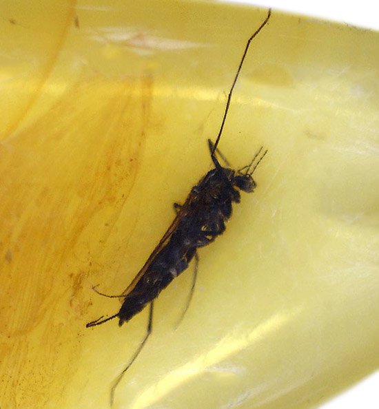 形の良さが特徴です!虫入りバルティックアンバーペンダント(シルバーチェーン付き)(その4)