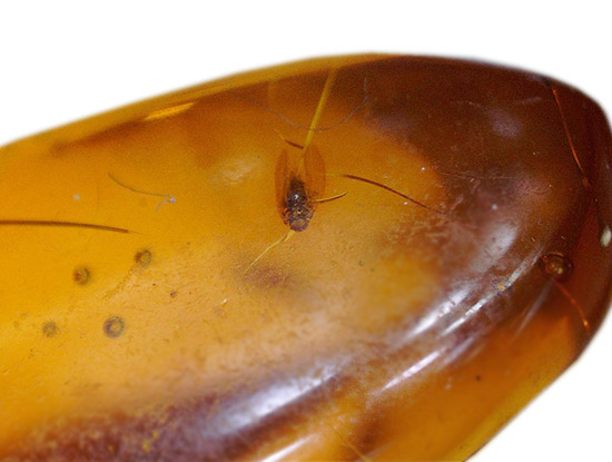 虫が2匹内包されています!透明感のあるドミニカ産虫入り琥珀(Amber)(その4)