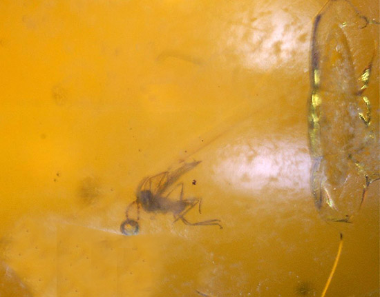 虫が2匹内包されています!透明感のあるドミニカ産虫入り琥珀(Amber)(その5)