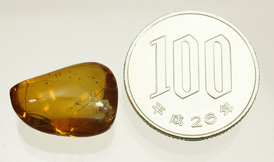 虫が2匹内包されています!透明感のあるドミニカ産虫入り琥珀(Amber)(その8)