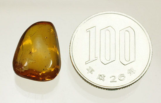 虫が2匹内包されています!透明感のあるドミニカ産虫入り琥珀(Amber)(その9)