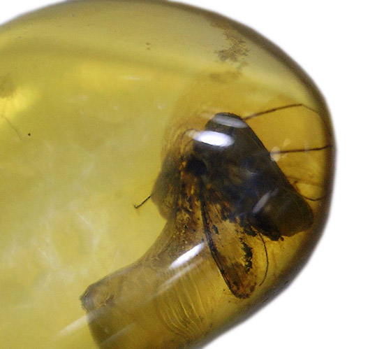 琥珀から逃れようとした虫の流れが見られます。バルト海産の虫入り琥珀ペンダントトップ(シルバーチェーン付き)(その5)