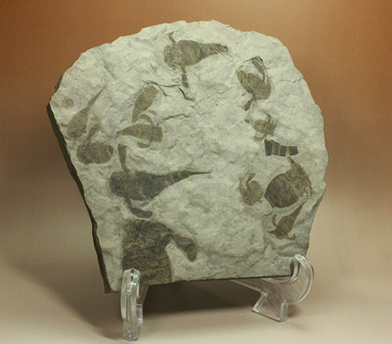 なんと１０体以上！古生代デボン紀を代表するウミサソリ、ユーリプテルスの群生化石。/古生代シルル紀（4億4600万 -- 4億1000万年前）【ot962】