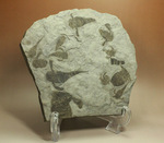 なんと１０体以上！古生代デボン紀を代表するウミサソリ、ユーリプテルスの群生化石。
