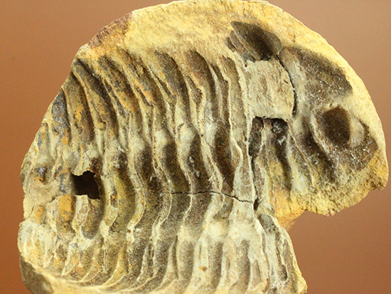 ノジュール化石で状態良い三葉虫を鑑賞しませんか？カリメネ三葉虫（その16）
