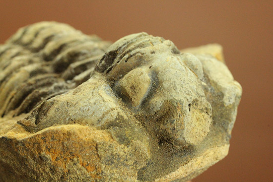 ノジュール化石で状態良い三葉虫を鑑賞しませんか？カリメネ三葉虫（その9）