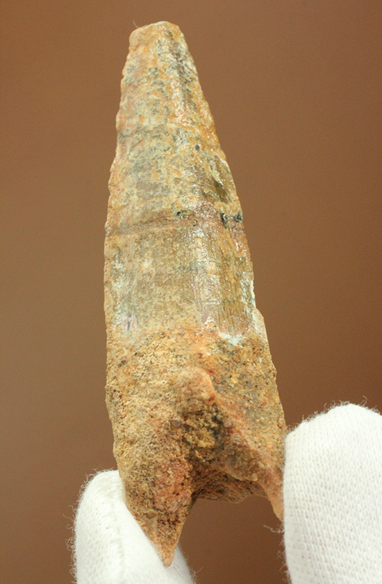 根元へかけて一気に厚みが増します。太いスピノサウルスの歯化石(Spinosaurus)/中生代白亜紀（1億3500万 -- 6500万年前）【di934】