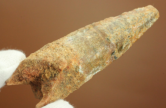 根元へかけて一気に厚みが増します。太いスピノサウルスの歯化石(Spinosaurus)(その11)