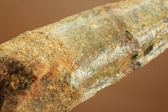 根元へかけて一気に厚みが増します。太いスピノサウルスの歯化石(Spinosaurus)(その12)