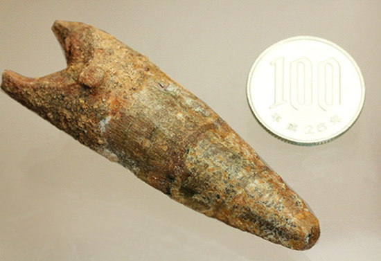 根元へかけて一気に厚みが増します。太いスピノサウルスの歯化石(Spinosaurus)(その14)