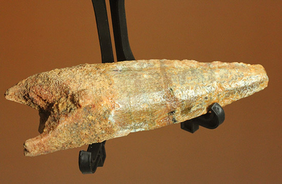 根元へかけて一気に厚みが増します。太いスピノサウルスの歯化石(Spinosaurus)(その2)