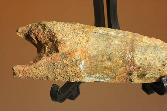 根元へかけて一気に厚みが増します。太いスピノサウルスの歯化石(Spinosaurus)(その3)