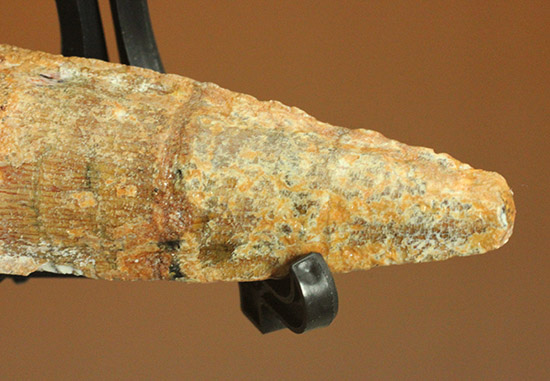 根元へかけて一気に厚みが増します。太いスピノサウルスの歯化石(Spinosaurus)(その4)