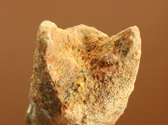 根元へかけて一気に厚みが増します。太いスピノサウルスの歯化石(Spinosaurus)(その6)