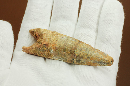 根元へかけて一気に厚みが増します。太いスピノサウルスの歯化石(Spinosaurus)(その7)