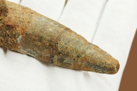 根元へかけて一気に厚みが増します。太いスピノサウルスの歯化石(Spinosaurus)(その8)