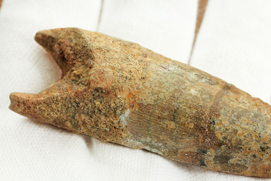 根元へかけて一気に厚みが増します。太いスピノサウルスの歯化石(Spinosaurus)(その9)