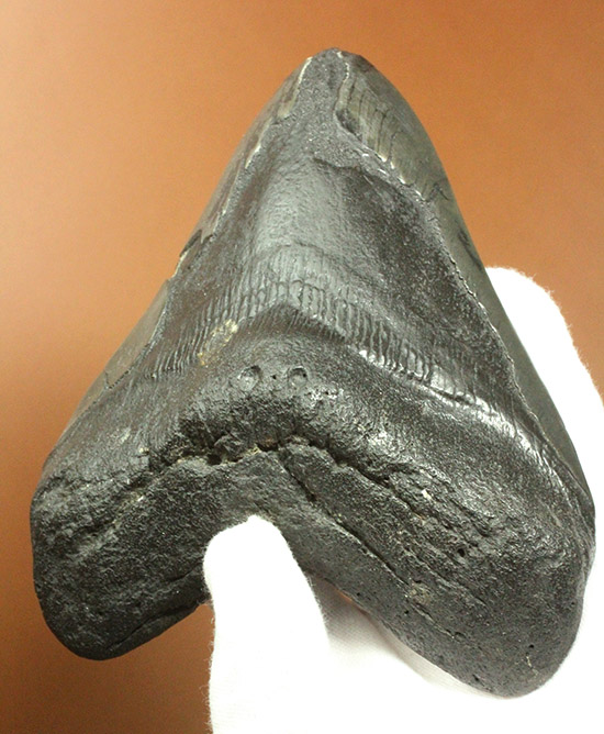 デカい！１５ｃｍ級の巨大なメガロドンの歯化石。格安でご紹介。 海の 
