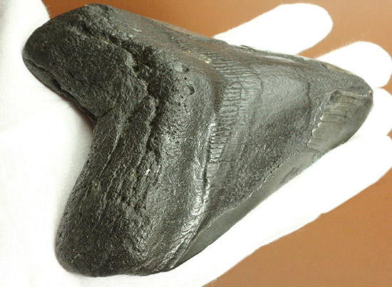 デカい!15cm級の巨大なメガロドンの歯化石。格安でご紹介。(その18)