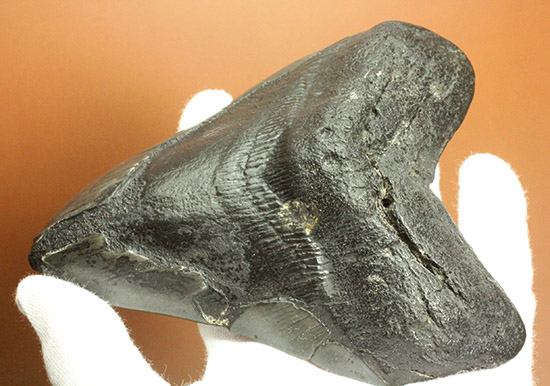 デカい！１５ｃｍ級の巨大なメガロドンの歯化石。格安でご紹介。/新生代第三紀（6500万 -- 260万年前）【sh121】