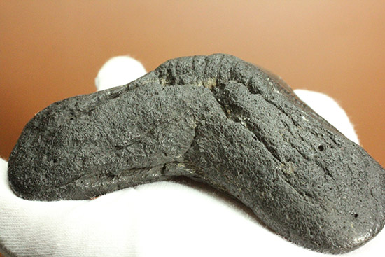 デカい！１５ｃｍ級の巨大なメガロドンの歯化石。格安でご紹介。（その7）