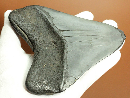 デカい!15cm級の巨大なメガロドンの歯化石。格安でご紹介。(その9)