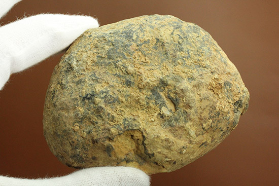 幅広!でっかい!良質カリメネ三葉虫のノジュール標本(その14)