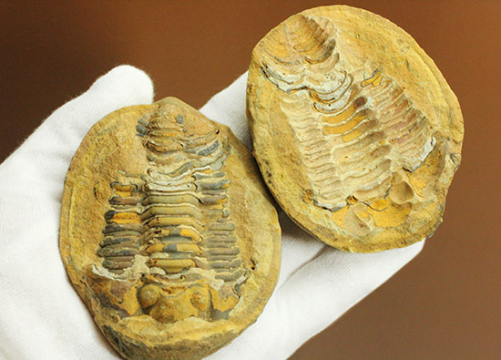 幅広!でっかい!良質カリメネ三葉虫のノジュール標本(その5)