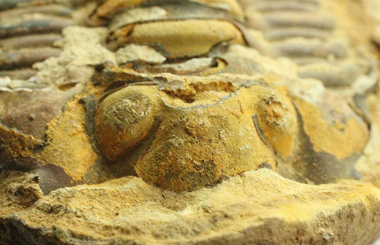 幅広！でっかい！良質カリメネ三葉虫のノジュール標本/古生代オルドビス紀（5億500万 -- 4億4600万年前）【tr510】