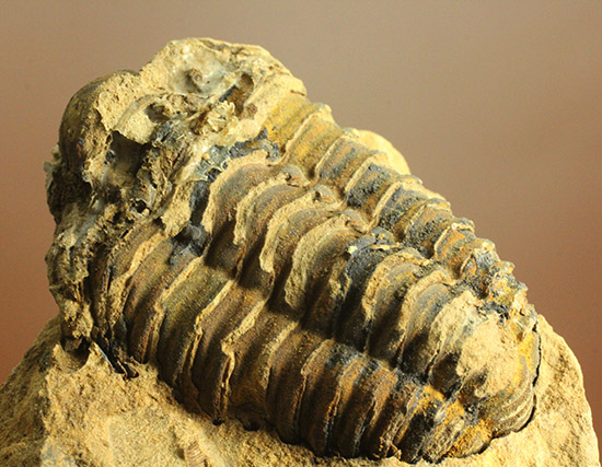 産状が見事！カリメネ三葉虫のノジュール標本。/古生代オルドビス紀（5億500万 -- 4億4600万年前）【tr511】