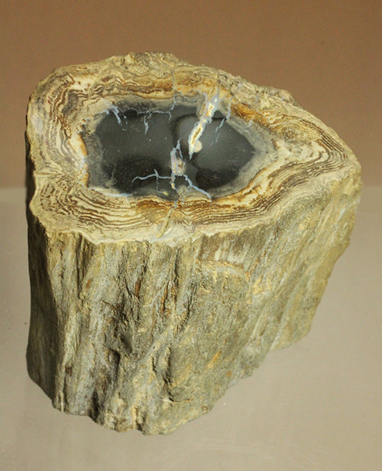 ブラジル産 化石 (珪化木 ・ 木の化石)