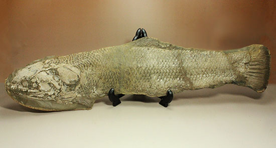 大変希少！歯列が保存される古代魚アミアの全身化石。専用ケース付き。（その1）