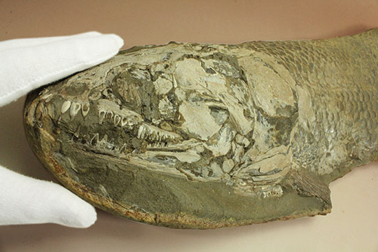 大変希少！歯列が保存される古代魚アミアの全身化石。専用ケース付き。（その10）