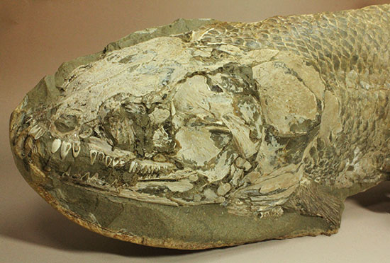 大変希少！歯列が保存される古代魚アミアの全身化石。専用ケース付き。（その11）