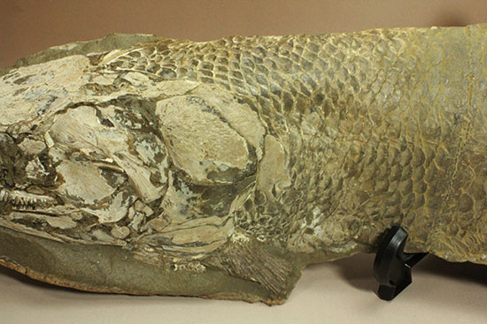 大変希少！歯列が保存される古代魚アミアの全身化石。専用ケース付き。（その12）