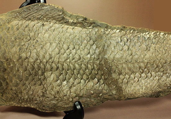 大変希少！歯列が保存される古代魚アミアの全身化石。専用ケース付き。（その13）