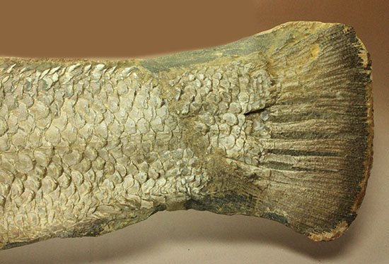 大変希少！歯列が保存される古代魚アミアの全身化石。専用ケース付き。（その14）