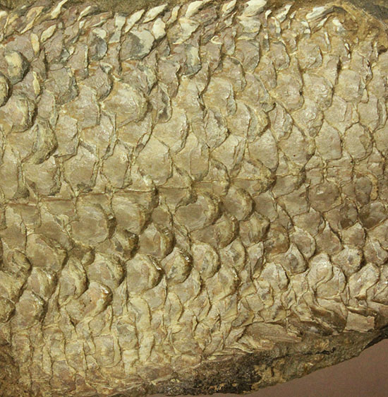 大変希少！歯列が保存される古代魚アミアの全身化石。専用ケース付き。（その15）