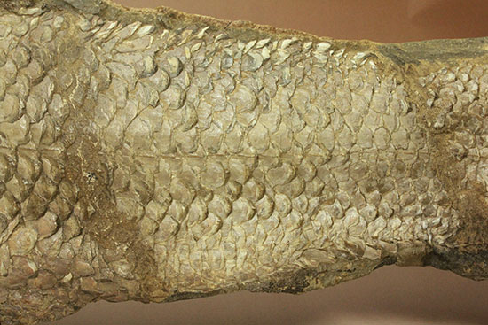 大変希少！歯列が保存される古代魚アミアの全身化石。専用ケース付き。（その16）