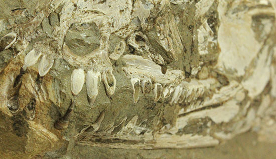 大変希少！歯列が保存される古代魚アミアの全身化石。専用ケース付き。/中生代白亜紀（1億3500万 -- 6500万年前）【ot977】