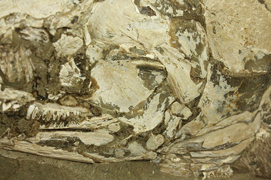 大変希少！歯列が保存される古代魚アミアの全身化石。専用ケース付き。（その18）