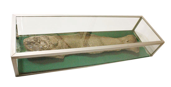 大変希少！歯列が保存される古代魚アミアの全身化石。専用ケース付き。（その19）