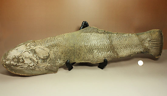 大変希少！歯列が保存される古代魚アミアの全身化石。専用ケース付き。（その20）