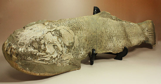 大変希少！歯列が保存される古代魚アミアの全身化石。専用ケース付き。（その3）